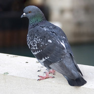 pigeon 2.jpg?1398709367863